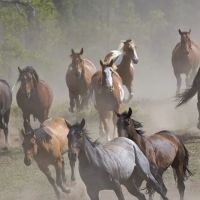 Larry H. Kelly, DVM - Equine Veterinarian ico