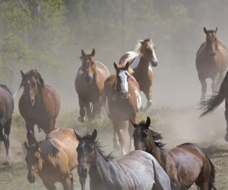 Larry H. Kelly, DVM - Equine Veterinarian