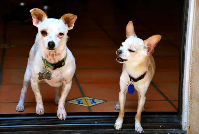 All Pets Veterinary Hospital Picture 3