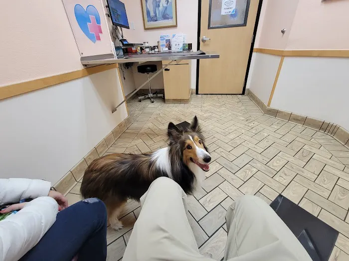 All Pets Veterinary Hospital Picture 10