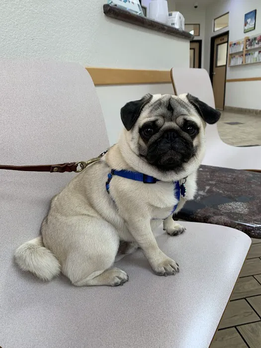 All Pets Veterinary Hospital Picture 8