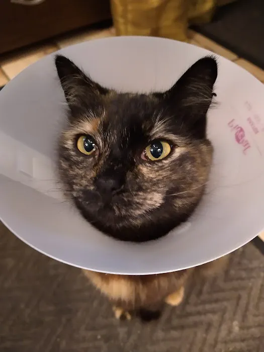 CAMP Clinic San Pedro (spay/neuter) Picture 4