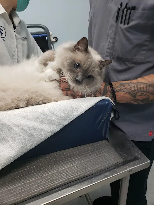 Galloway Cat Clinic Picture 1