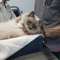 Galloway Cat Clinic ico