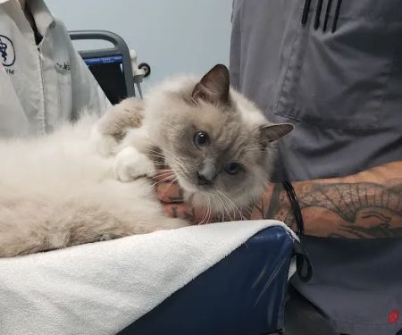Galloway Cat Clinic