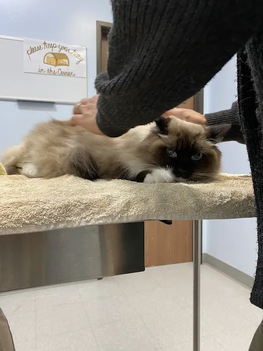 Galloway Cat Clinic Picture 9