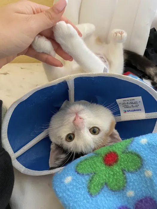 Galloway Cat Clinic Picture 4
