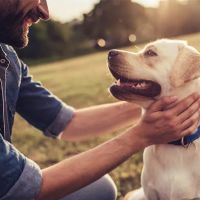 Echo Vet Cardio ico