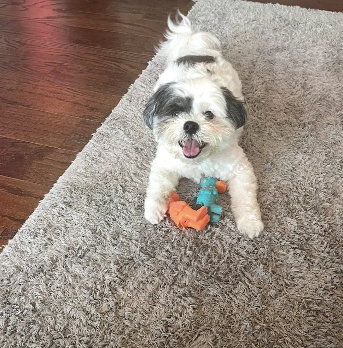Bixby Animal Hospital & Urgent Care Picture 10