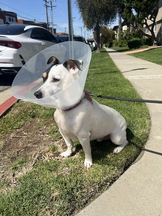 Bixby Animal Hospital & Urgent Care Picture 9
