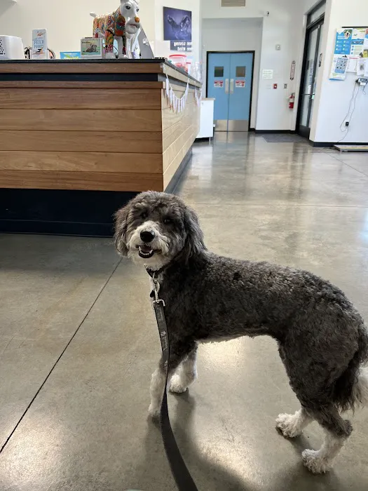 P.V. Village Pet Hospital Picture 7