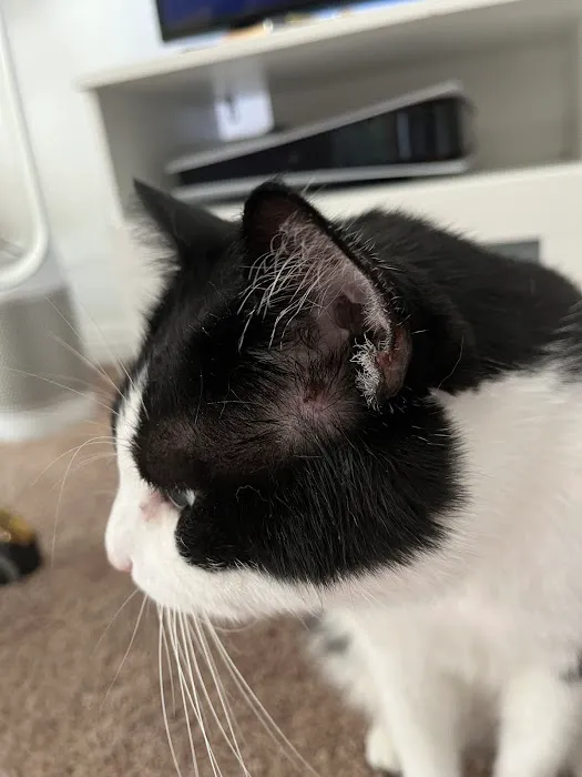 P.V. Village Pet Hospital Picture 10