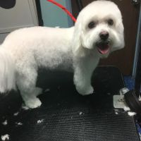Noah's Ark Animal Hospital ico