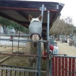 Sunnycrest Animal Care Center