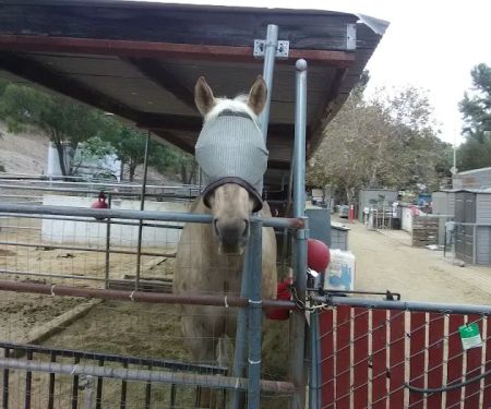 Sunnycrest Animal Care Center