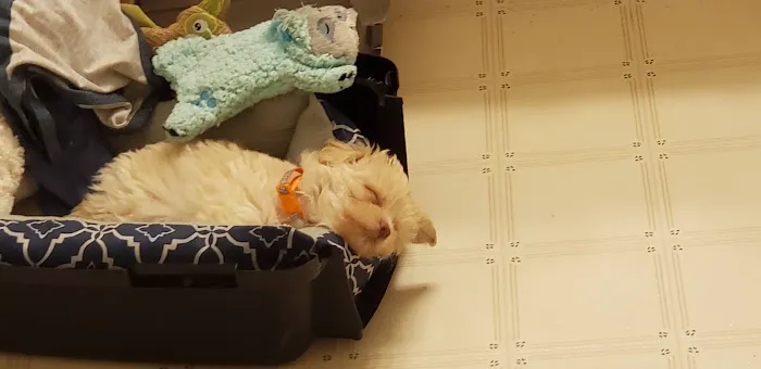 Banfield Pet Hospital Picture 6