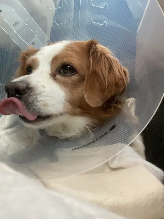 Jet's Pet Hospital Picture 1