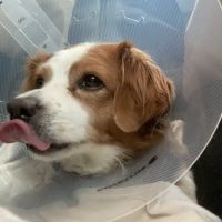 Jet's Pet Hospital ico