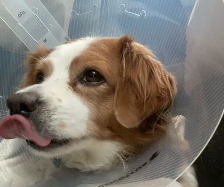 Jet's Pet Hospital
