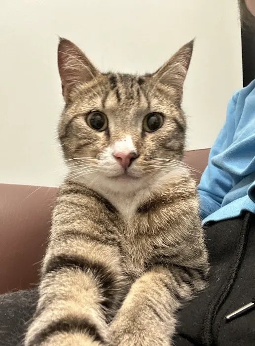 Jet's Pet Hospital Picture 6