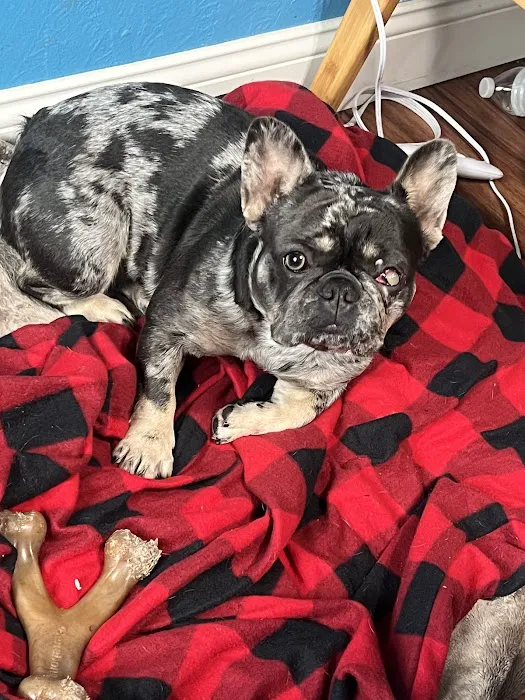 Jet's Pet Hospital Picture 5