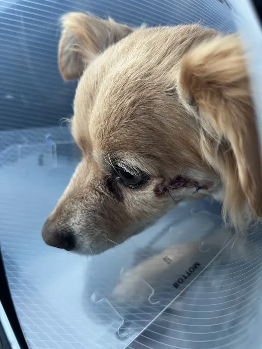 Jet's Pet Hospital Picture 9
