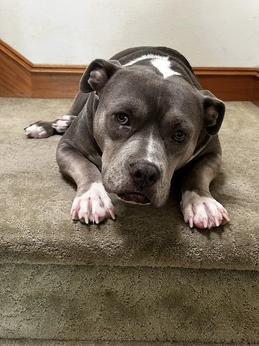 Jet's Pet Hospital Picture 7