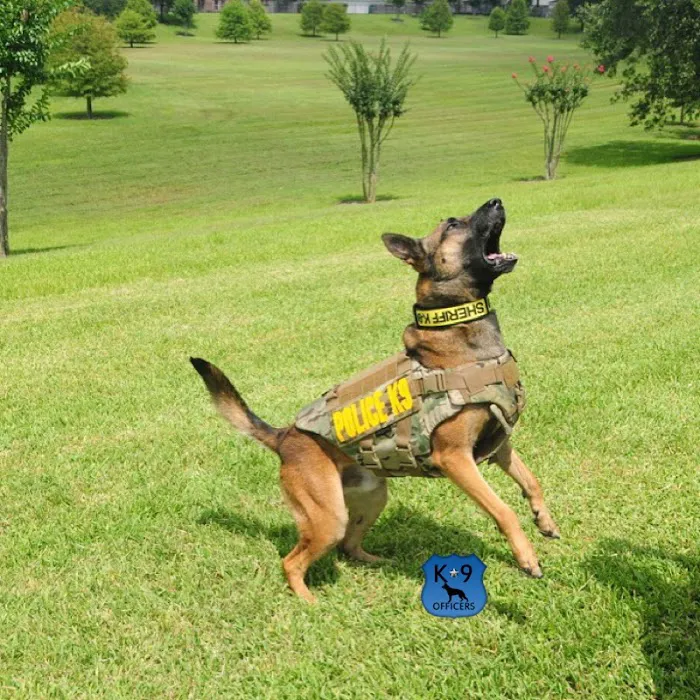 Texas Veterinary Dental Center Picture 8