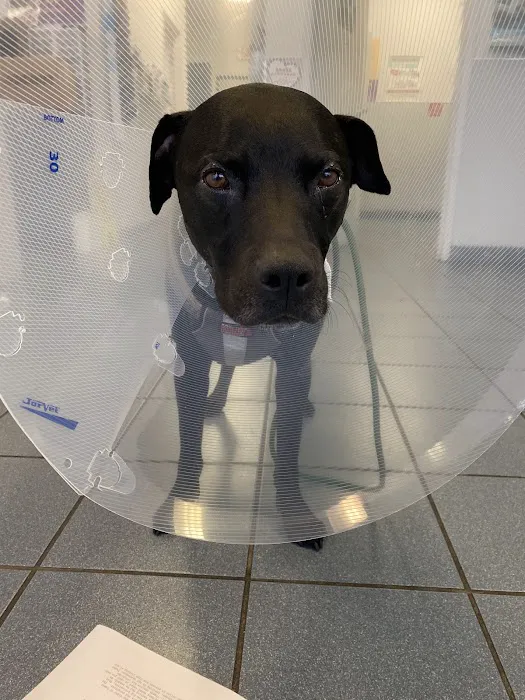 Elite Animal Hospital Picture 3