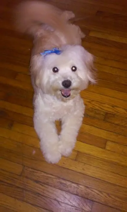 Elite Animal Hospital Picture 6