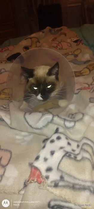 Elite Animal Hospital Picture 8