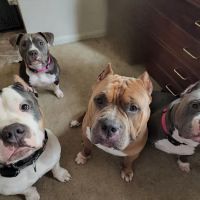 Mission Bend Animal Clinic ico