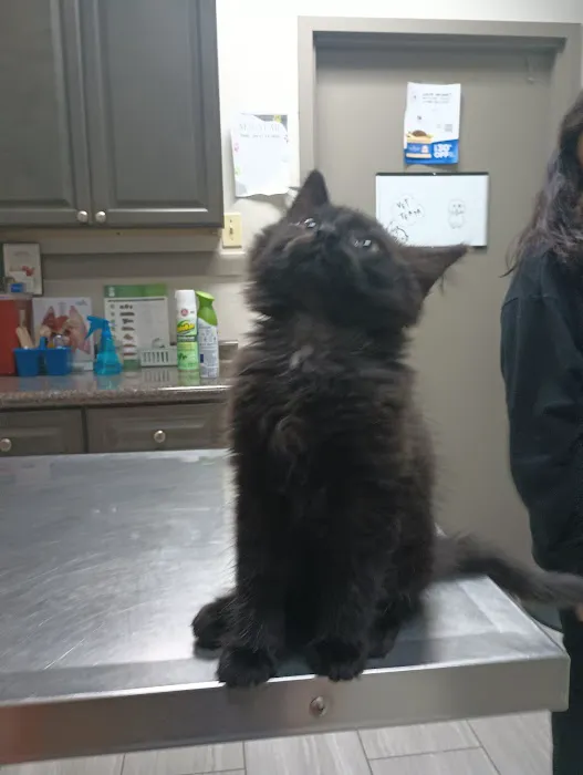 Mission Bend Animal Clinic Picture 4