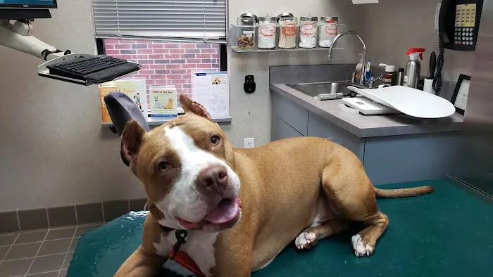 West Houston Veterinary Medical Associates Picture 2