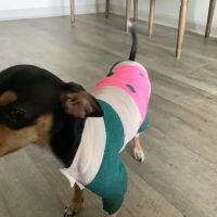 West Houston Veterinary Medical Associates ico