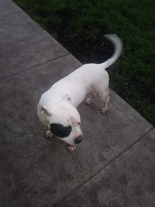 West Houston Veterinary Medical Associates Picture 9