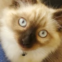 Bear Creek Animal Clinic ico