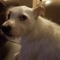Banfield Pet Hospital ico