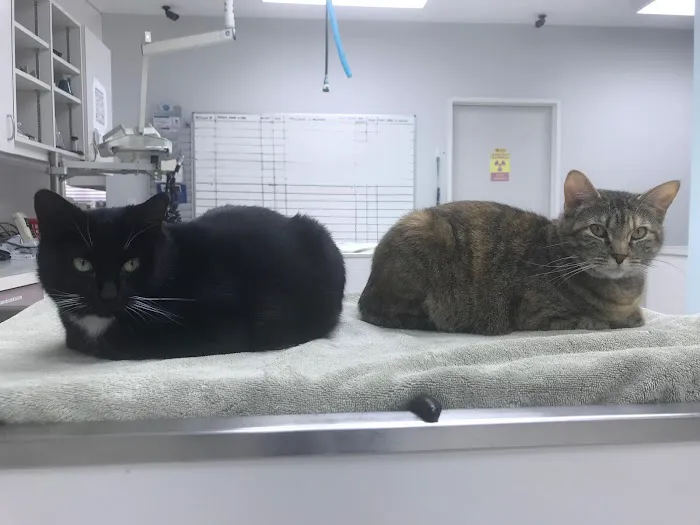 Copperfield Animal Clinic Picture 8