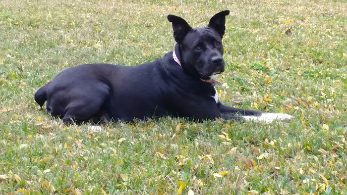 Copperfield Animal Clinic Picture 10