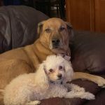 Longenbaugh Veterinary Hospital