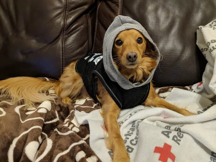 Longenbaugh Veterinary Hospital Picture 7