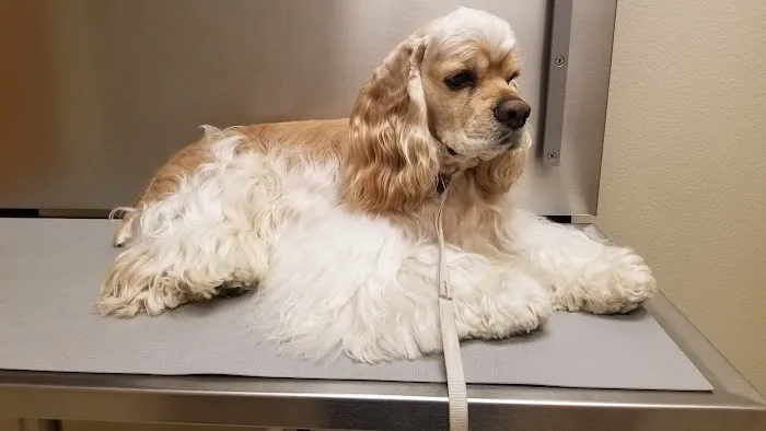 Crossroads Animal Clinic Picture 4