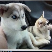 Clay Road Animal Clinic ico