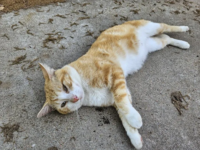 Clay Road Animal Clinic Picture 8