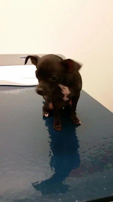 VCA Telge Road Animal Hospital Picture 10