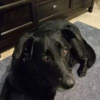VCA Telge Road Animal Hospital ico
