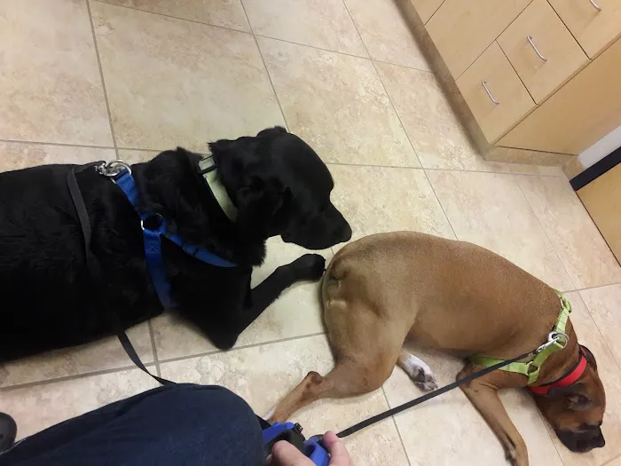 VCA Telge Road Animal Hospital Picture 7