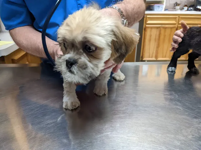 249 Animal Clinic Picture 1