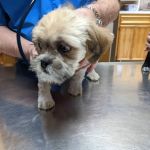 249 Animal Clinic